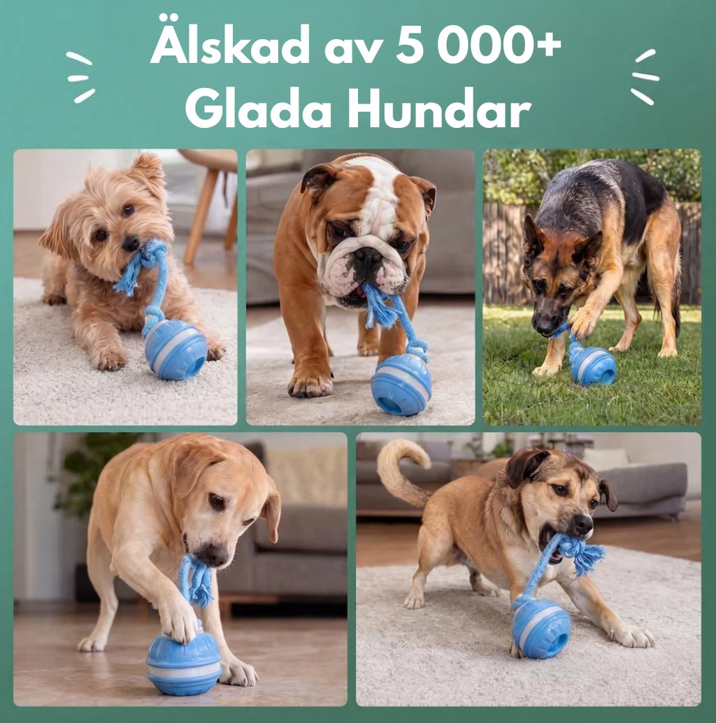 Jaktkompisen